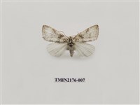 藏品(臺灣銀斑異波紋蛾)的圖片